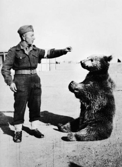 ویتک؛ خرس ایرانی که سرباز لهستانی شد